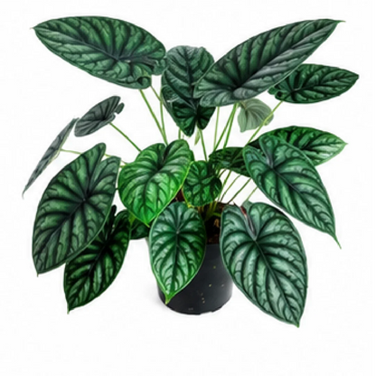 Alocasia Baginda Dragon Scale – Tissue Culture
