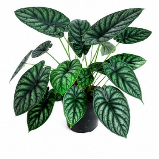 Alocasia Baginda Dragon Scale – Tissue Culture