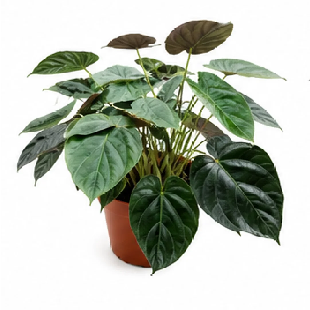 Alocasia Wentii – Tissue Culture