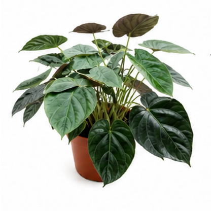 Alocasia Wentii – Tissue Culture