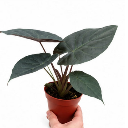 Alocasia Wentii – Tissue Culture