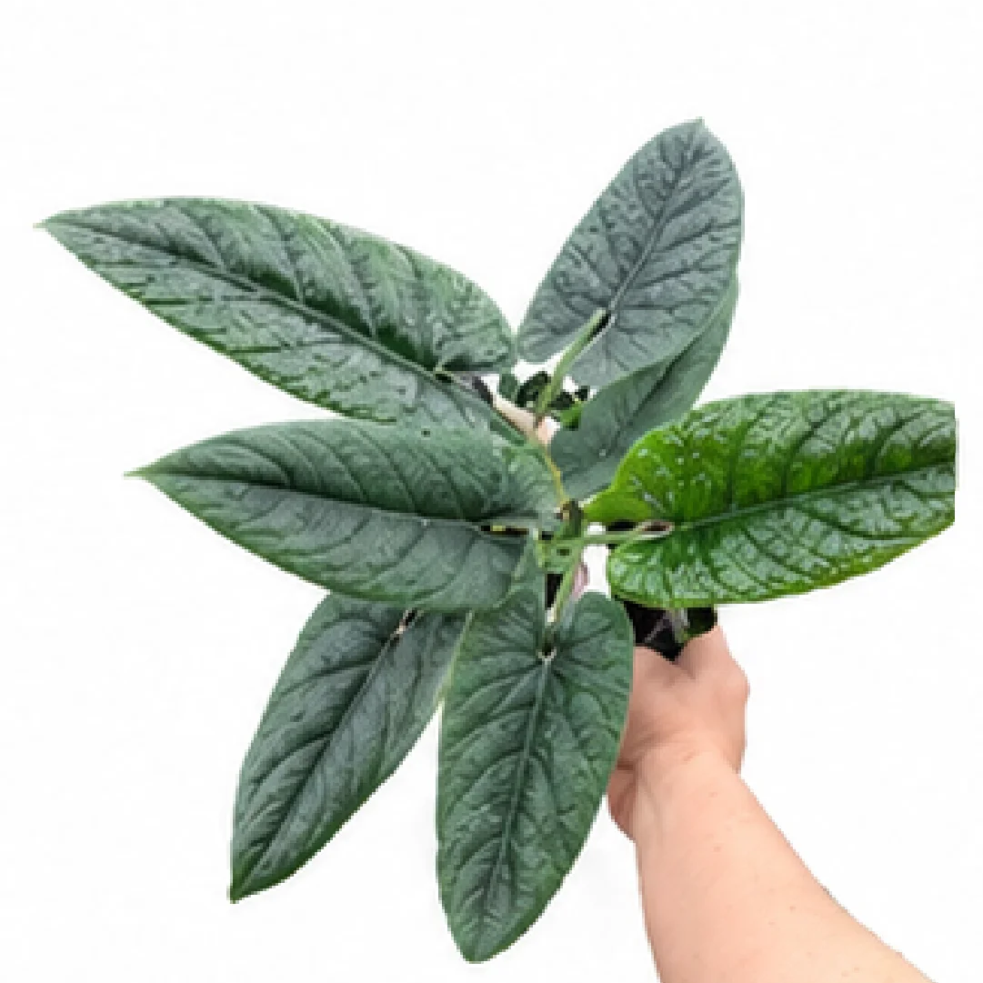 Alocasia Scalprum – Tissue Culture