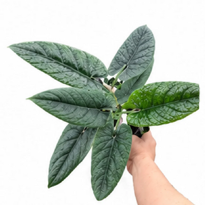 Alocasia Scalprum – Tissue Culture