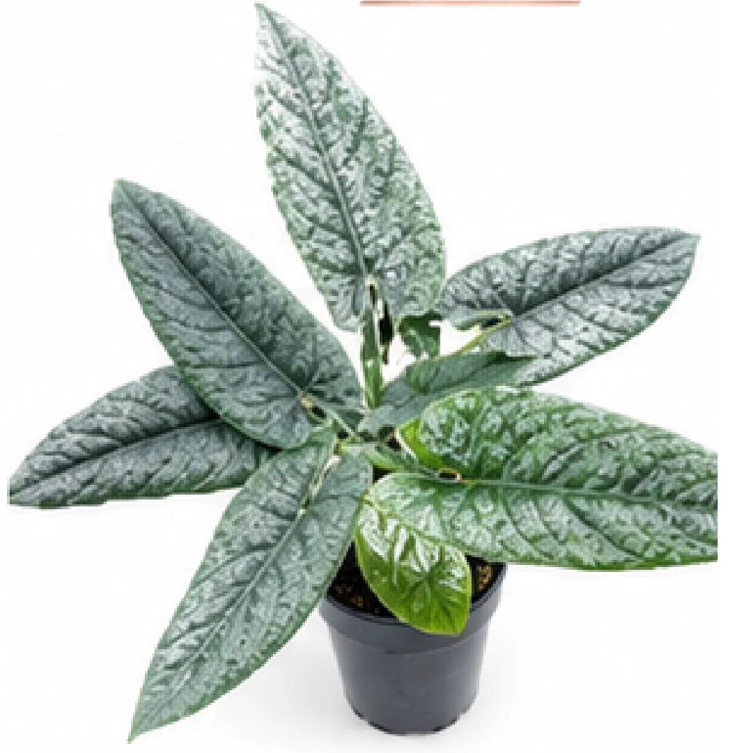 Alocasia Scalprum – Tissue Culture