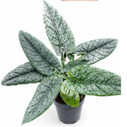 Alocasia Scalprum – Tissue Culture