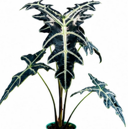 Alocasia Nobilis – Tissue Culture