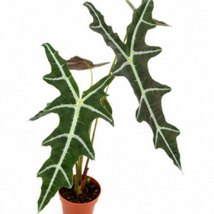 Alocasia Nobilis – Tissue Culture