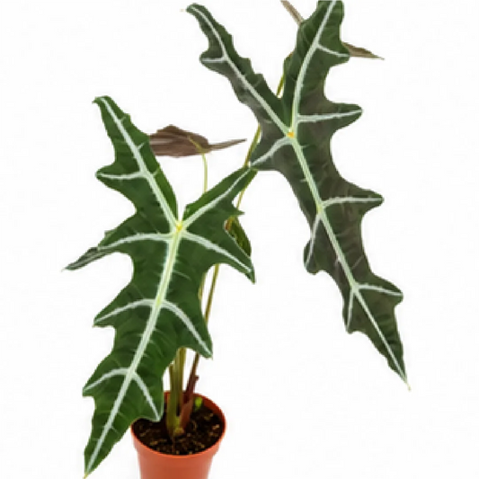 Alocasia Nobilis – Tissue Culture