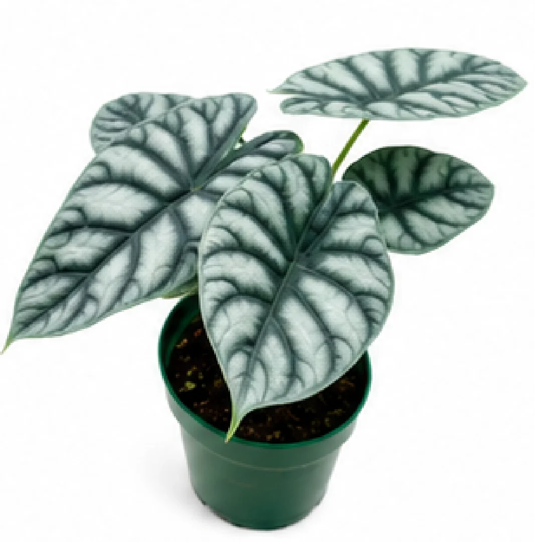 Alocasia Silver Dragon – Tissue Culture