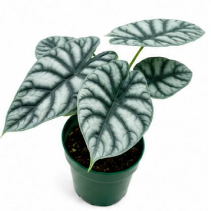 Alocasia Silver Dragon – Tissue Culture