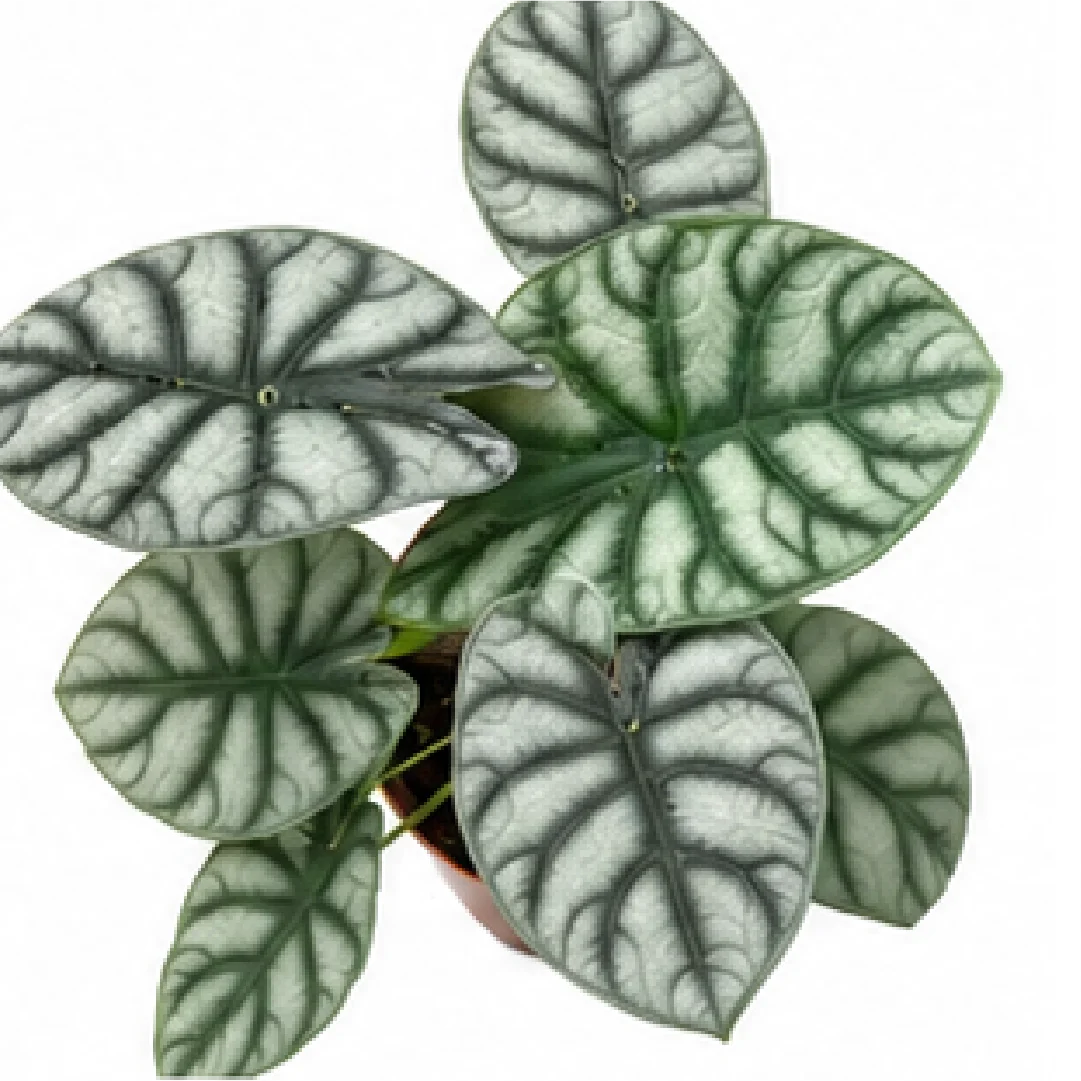 Alocasia Silver Dragon – Tissue Culture