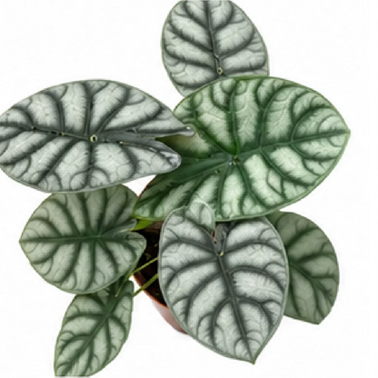 Alocasia Silver Dragon – Tissue Culture