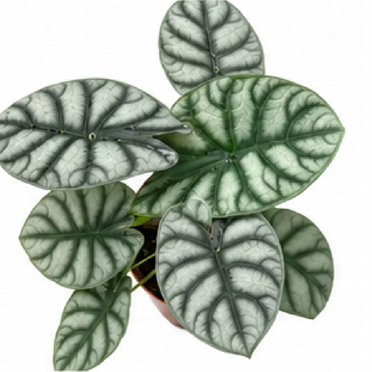 Alocasia Silver Dragon – Tissue Culture