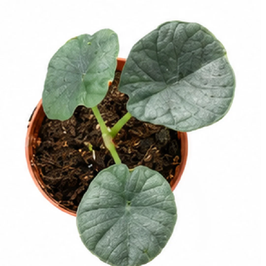 Alocasia Chaii – Tissue Culture