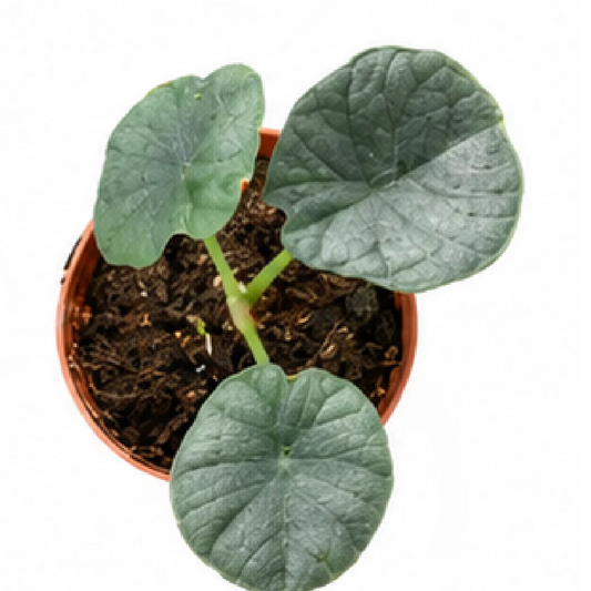 Alocasia Chaii – Tissue Culture
