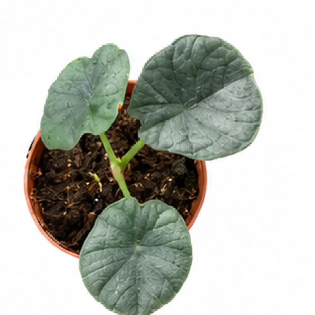 Alocasia Chaii – Tissue Culture