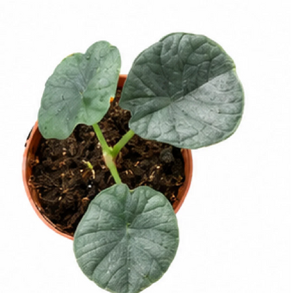 Alocasia Chaii – Tissue Culture