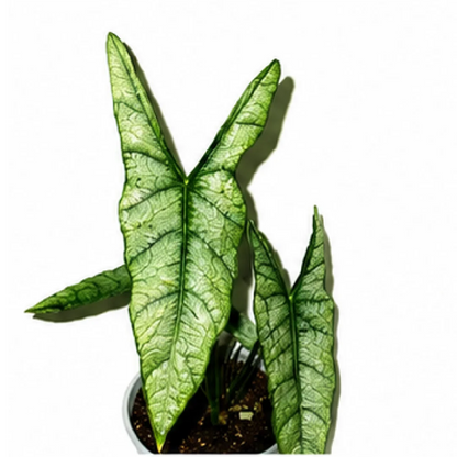 Alocasia Dragon's Breath – Tissue Culture