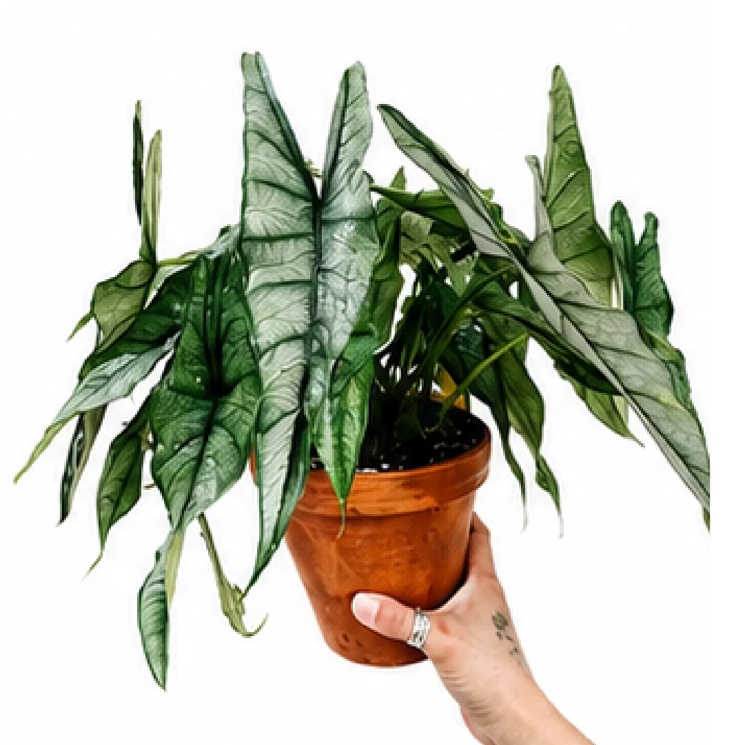 Alocasia Dragon's Breath – Tissue Culture