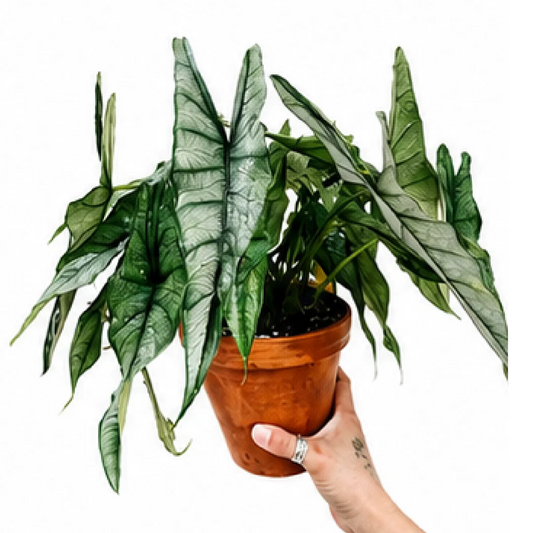 Alocasia Dragon's Breath – Tissue Culture