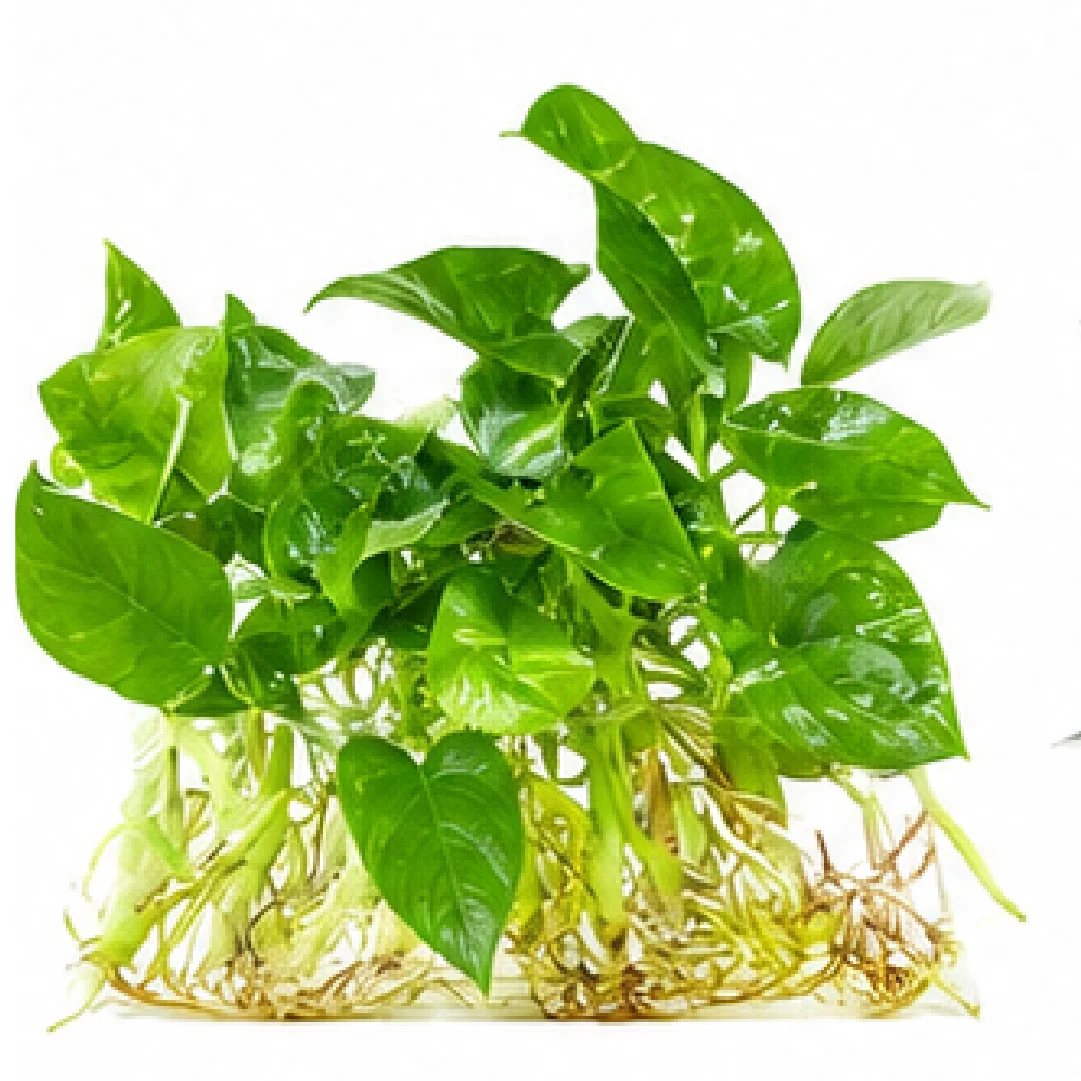 Alocasia Parasol – Tissue Culture