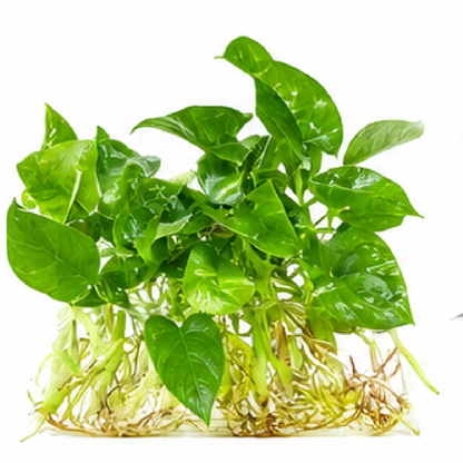 Alocasia Parasol – Tissue Culture