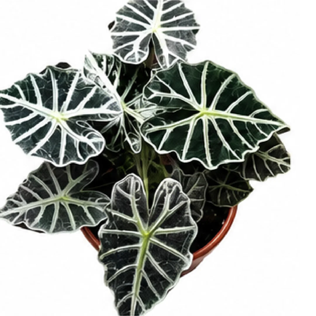 Alocasia Parasol – Tissue Culture