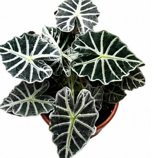 Alocasia Parasol – Tissue Culture