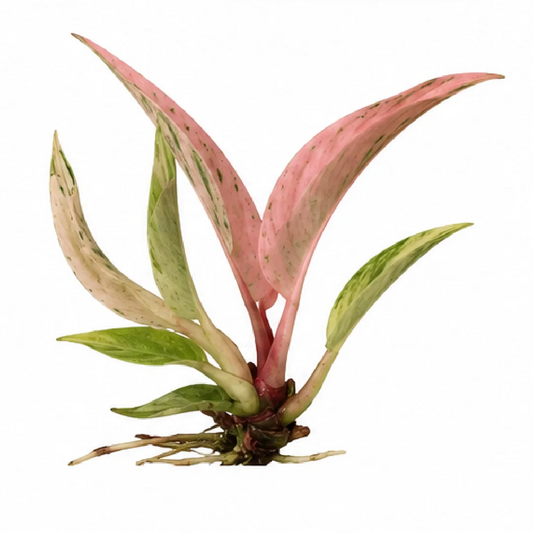 Philodendron Strawberry Caramel Var Tissue Culture