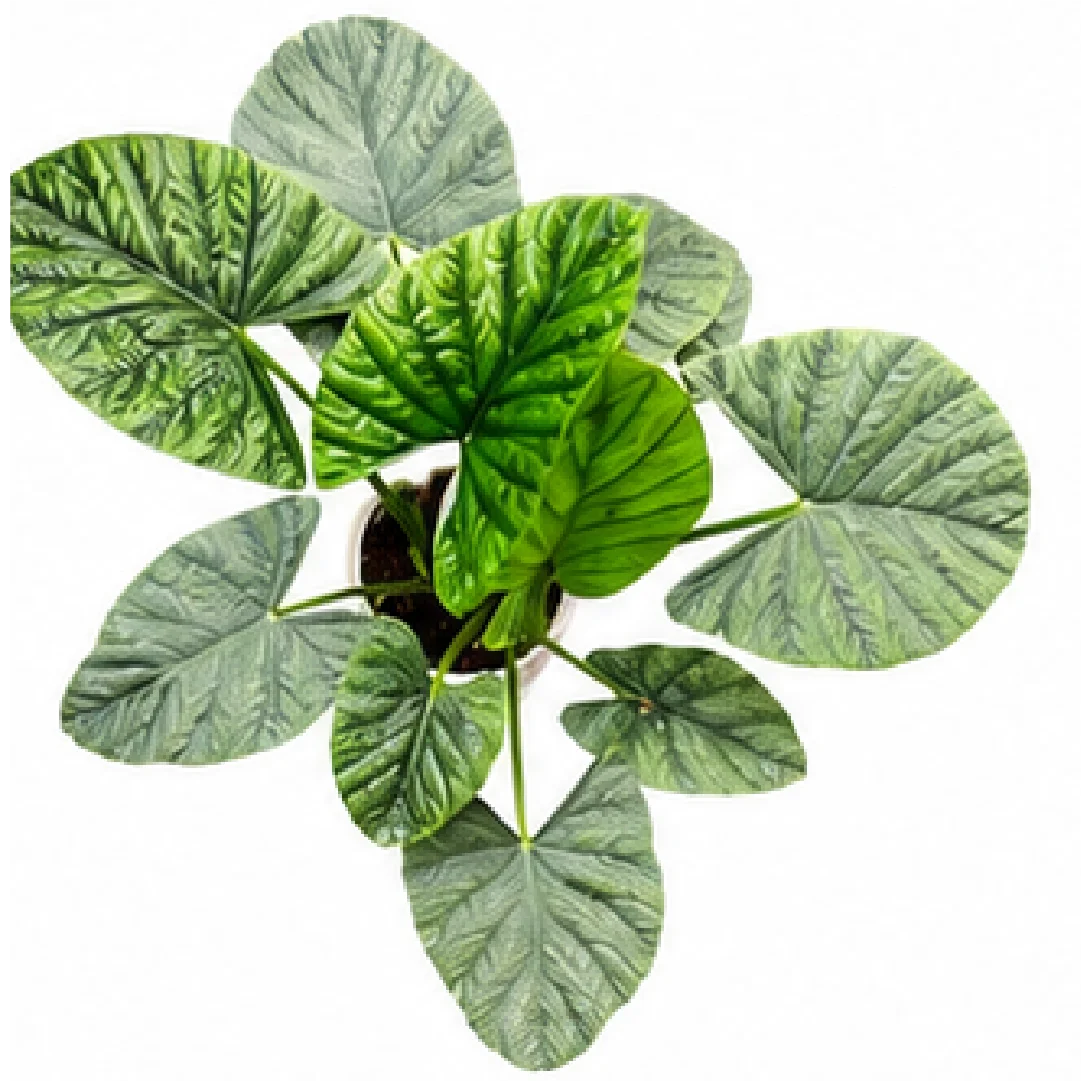 Alocasia Lukiwan – Tissue Culture