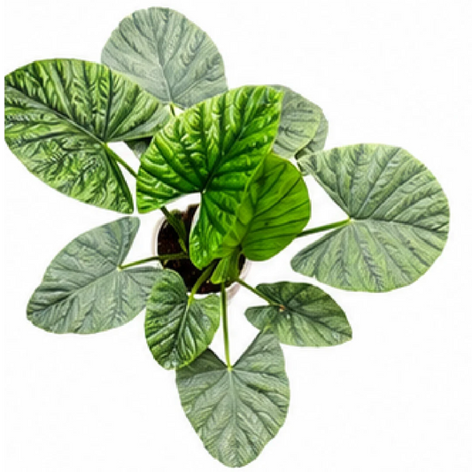 Alocasia Lukiwan – Tissue Culture