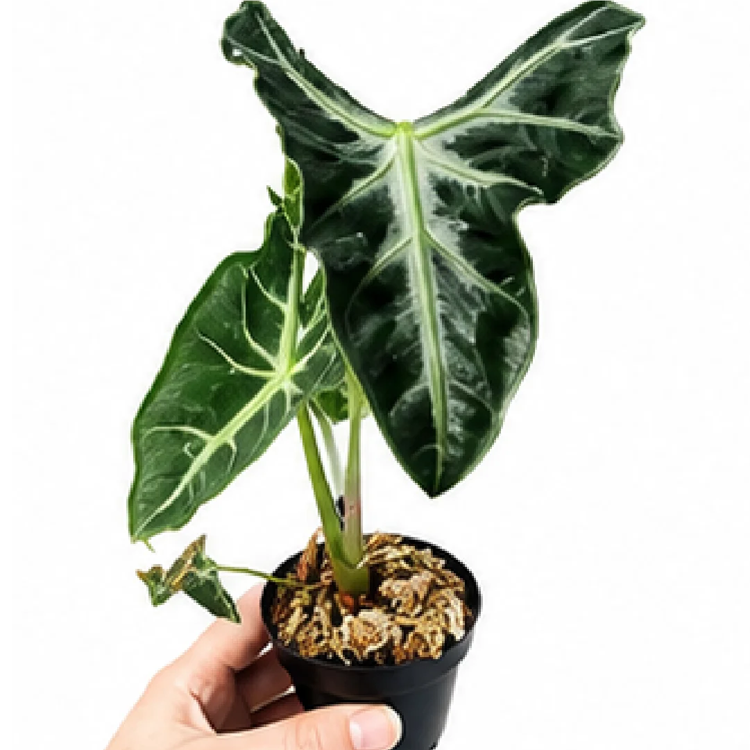 Alocasia Loco – Tissue Culture