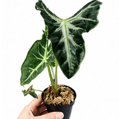 Alocasia Loco – Tissue Culture