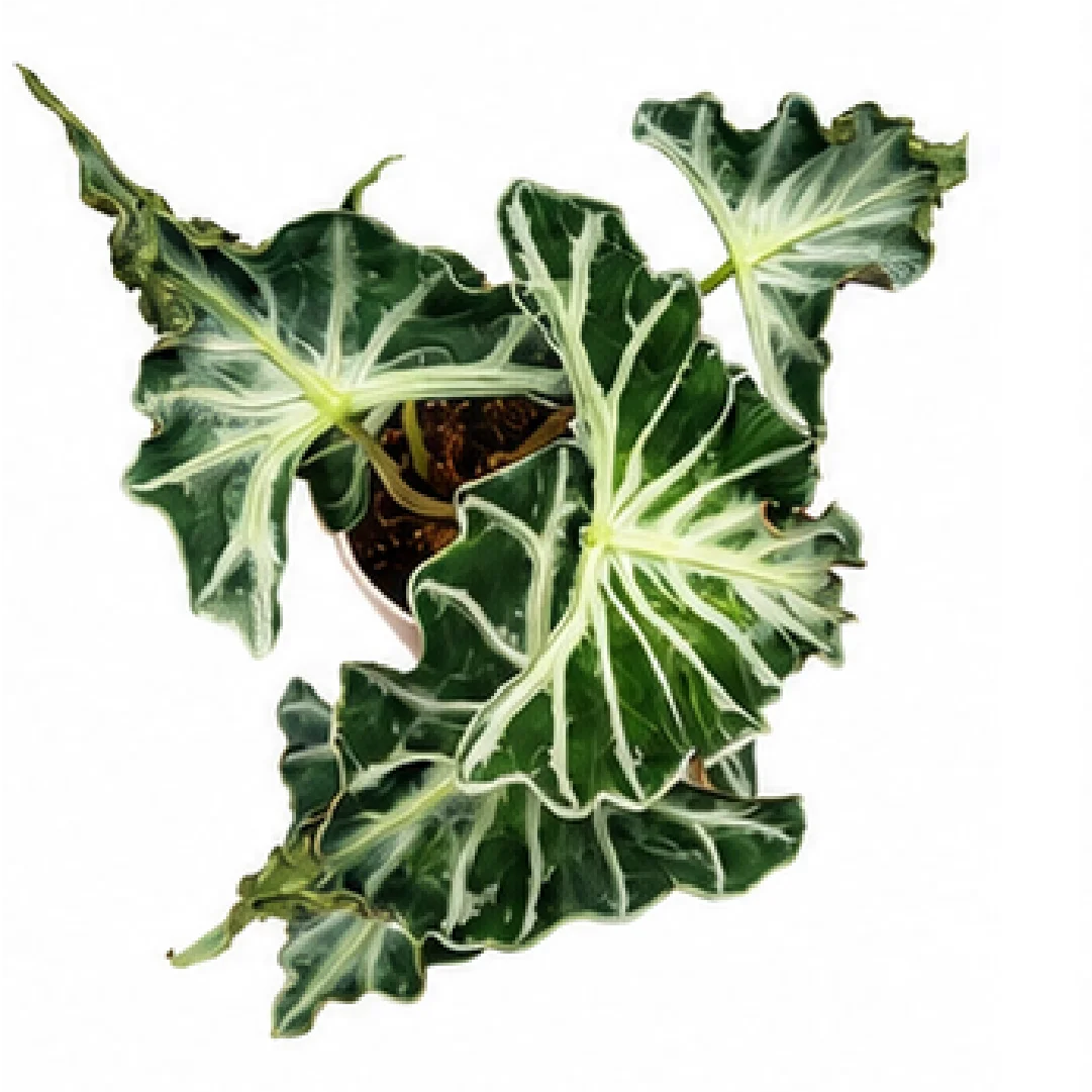 Alocasia Loco – Tissue Culture