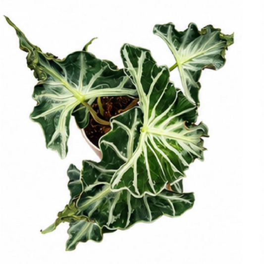 Alocasia Loco – Tissue Culture