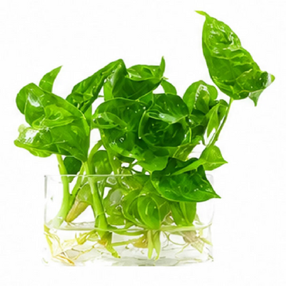 Alocasia Teletubbies – Tissue Culture