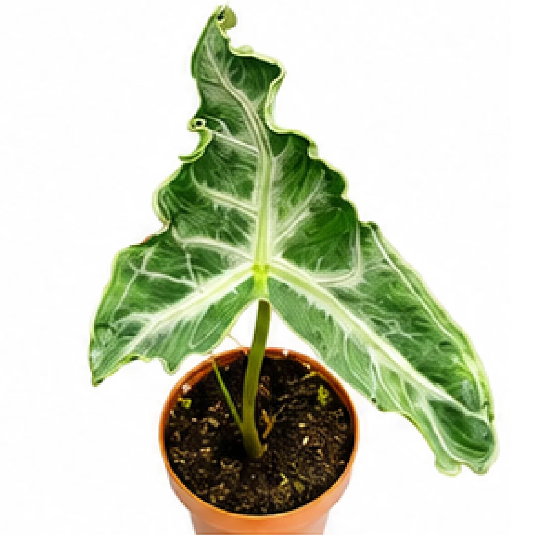 Alocasia Teletubbies – Tissue Culture