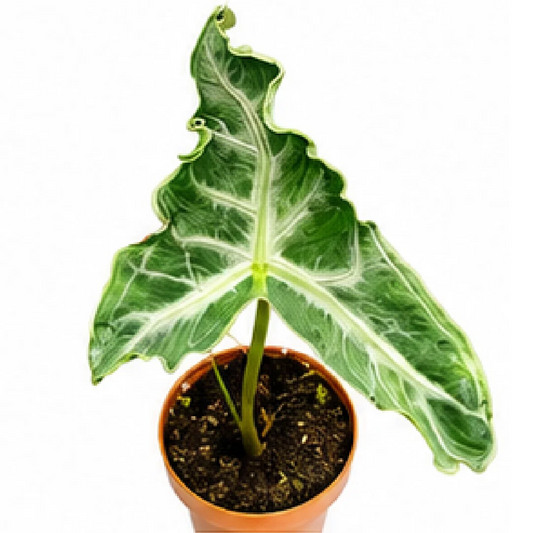 Alocasia Teletubbies – Tissue Culture