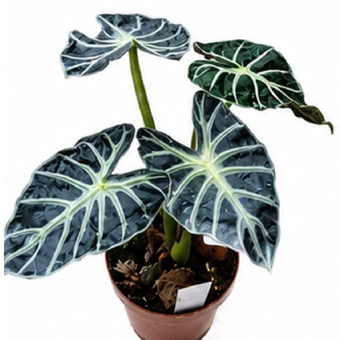 Alocasia Chunky Little Fairy (Heart Balloon) – Tissue Culture