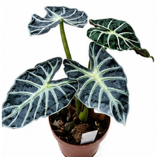 Alocasia Chunky Little Fairy (Heart Balloon) – Tissue Culture