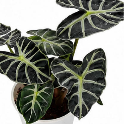Alocasia Chunky Little Fairy (Heart Balloon) – Tissue Culture