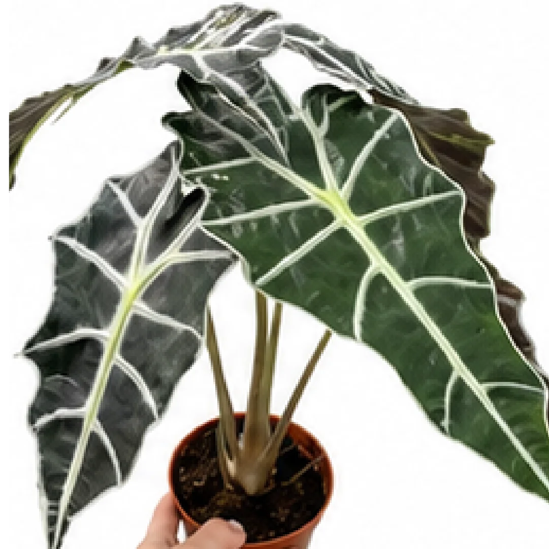 Alocasia Amazonica Polly (Alocasia Polly) – Tissue Culture