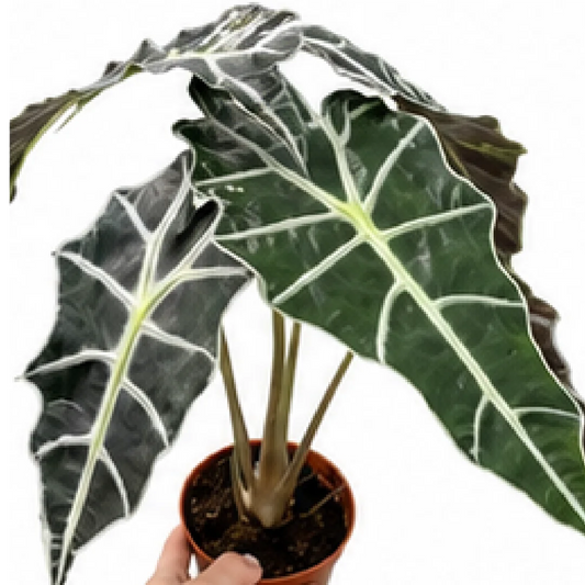Alocasia Amazonica Polly (Alocasia Polly) – Tissue Culture