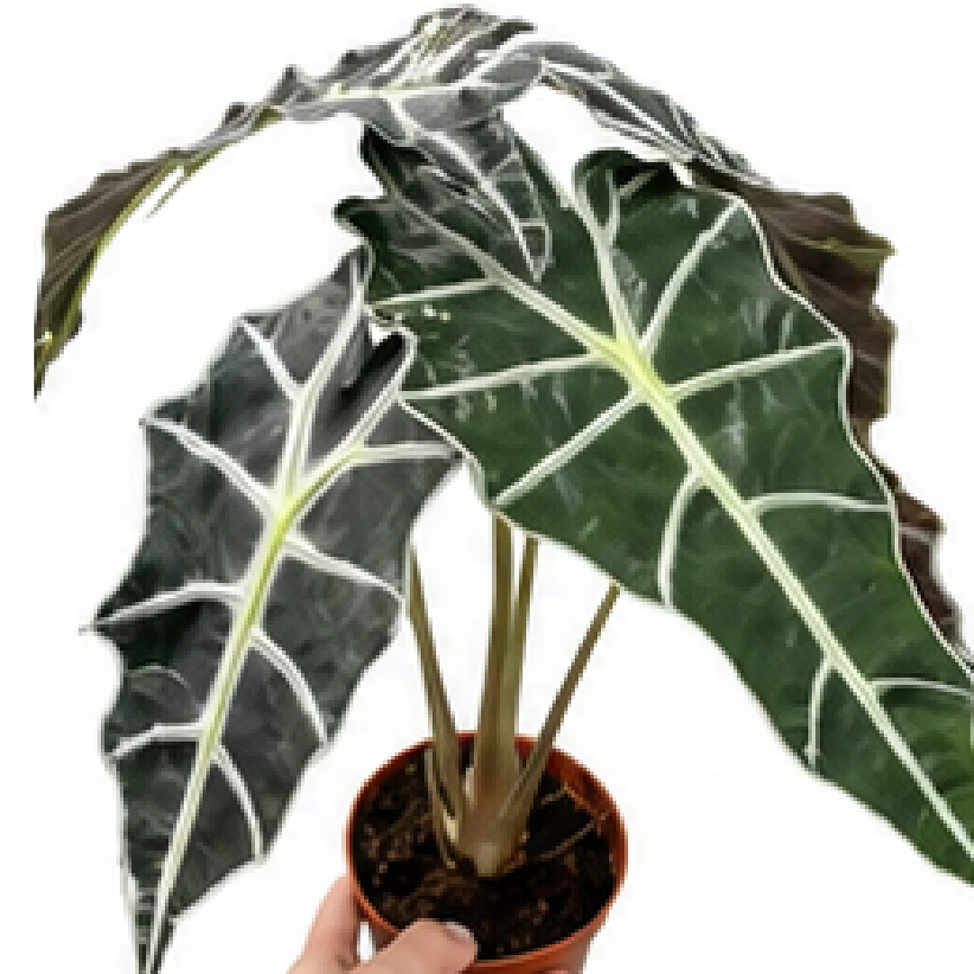 Alocasia Amazonica Polly (Alocasia Polly) – Tissue Culture