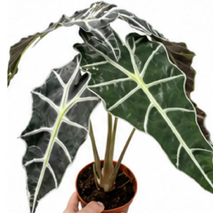 Alocasia Amazonica Polly (Alocasia Polly) – Tissue Culture