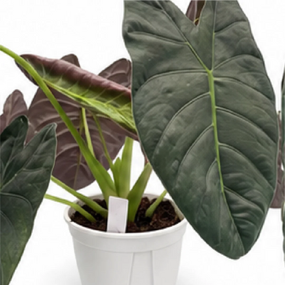 Alocasia Gold Bone – Tissue Culture