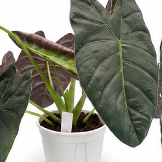 Alocasia Gold Bone – Tissue Culture