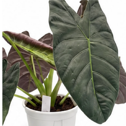 Alocasia Gold Bone – Tissue Culture