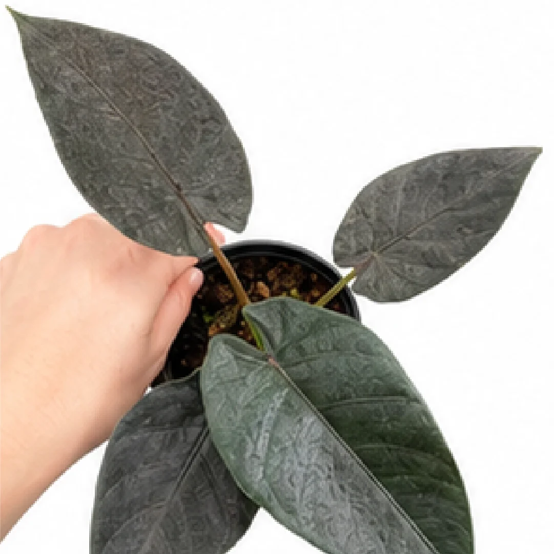 title-antoro-velvet
Alocasia Antoro Velvet – Tissue Culture