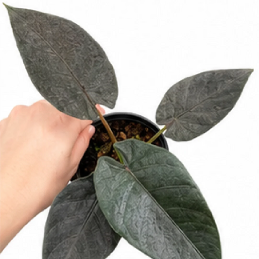 title-antoro-velvet
Alocasia Antoro Velvet – Tissue Culture